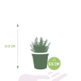 Vetplanten mix afmetingen